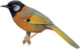 Collared Laughingthrush Illustration