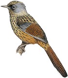 Streaked Barwing Illustration