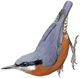 Chestnut-bellied Nuthatch Illustration