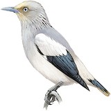 White-shouldered Starling Illustration