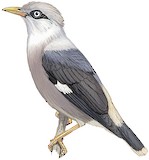 Vinous-breasted Myna Illustration