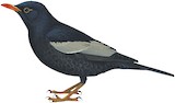 Grey-winged Blackbird Illustration