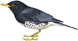 Japanese Thrush Illustration