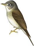 Brown-breasted Flycatcher Illustration