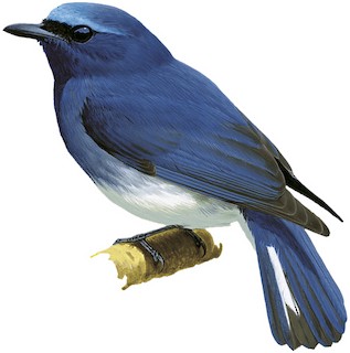 Leucoptilon concretum cyaneum