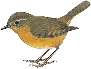 Tarsiger indicus indicus