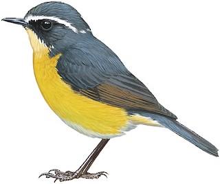 Tarsiger indicus yunnanensis