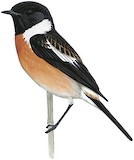 Amur Stonechat Illustration