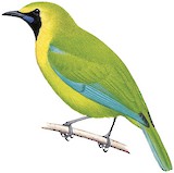 Blue-winged Leafbird Illustration