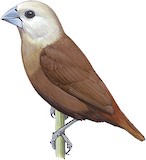 White-headed Munia Illustration