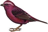 Vinaceous Rosefinch Illustration