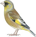 Grey-capped Greenfinch Illustration