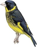 Vietnamese Greenfinch Illustration