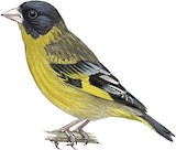 Black-headed Greenfinch Illustration