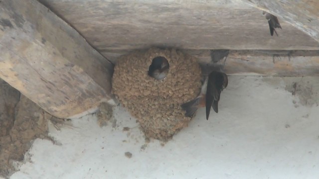 Chestnut-collared Swallow - ML207326031