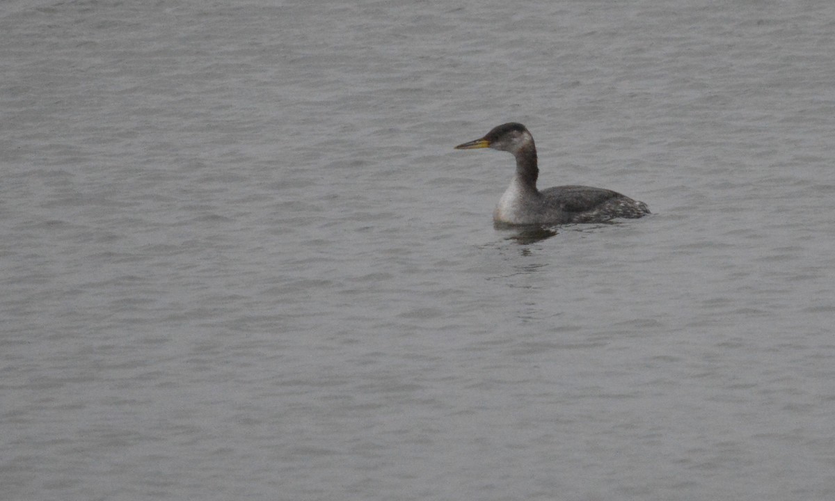 Red-necked Grebe - ML207326981