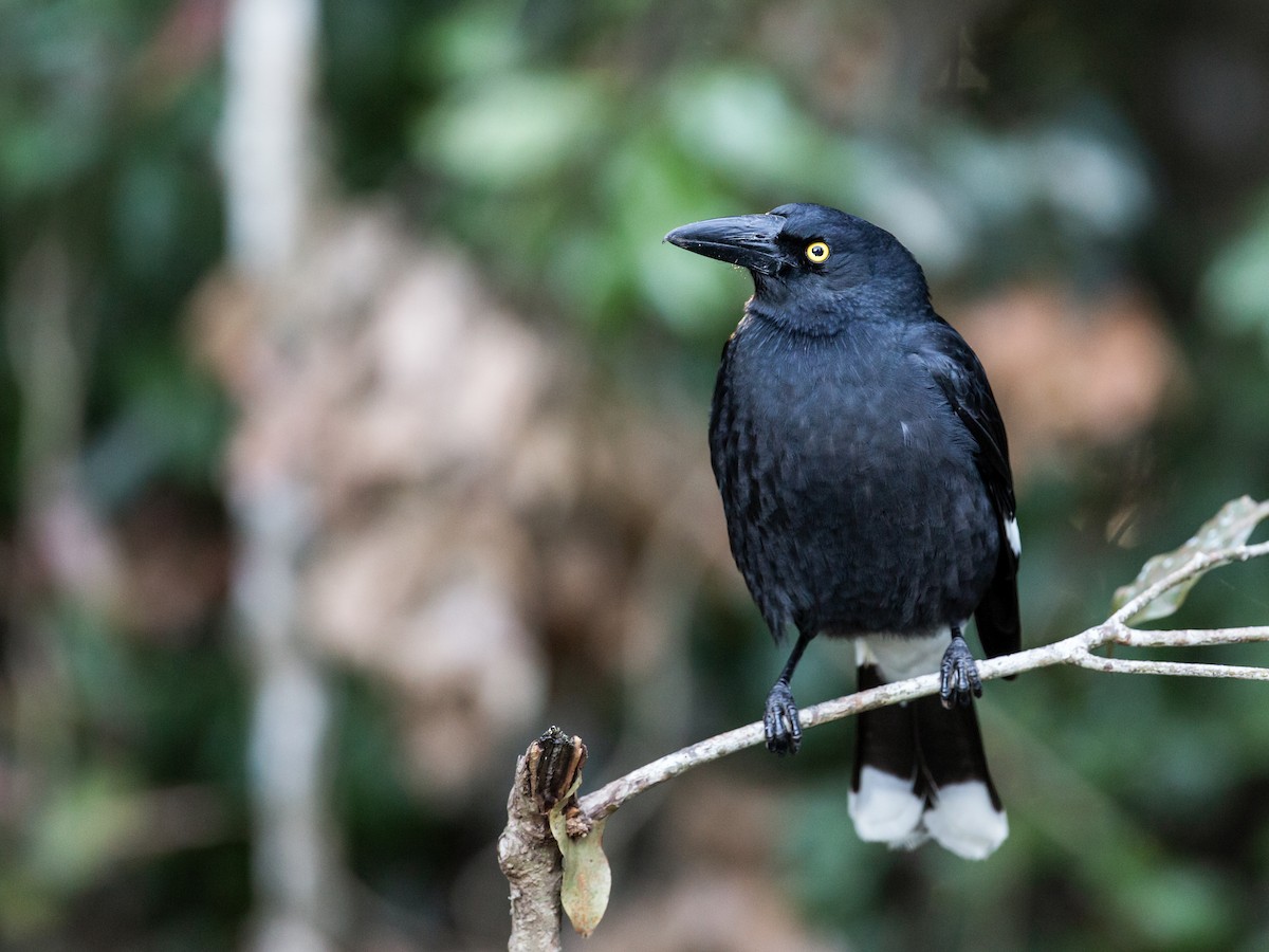 Pied Currawong - ML207327671