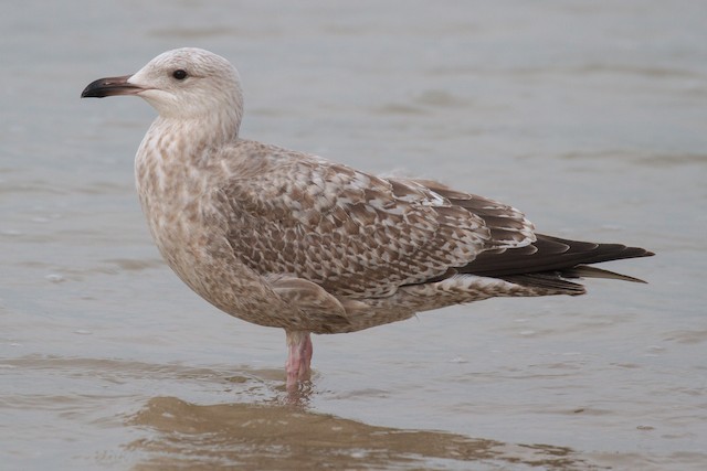 カモメ属 Ebird
