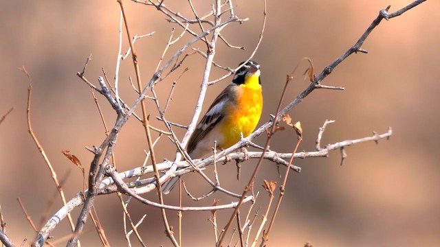 Golden-breasted Bunting - ML207329281