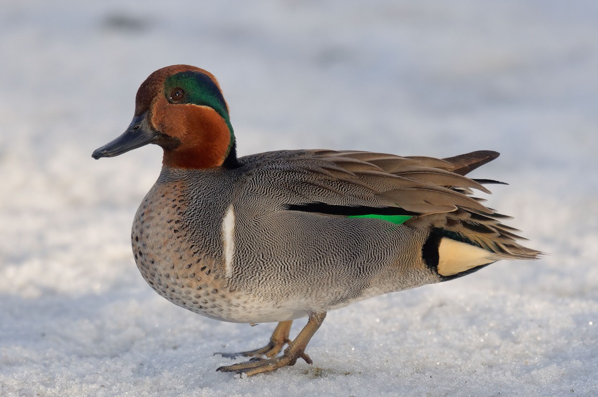 Green-winged Teal - ML207329391