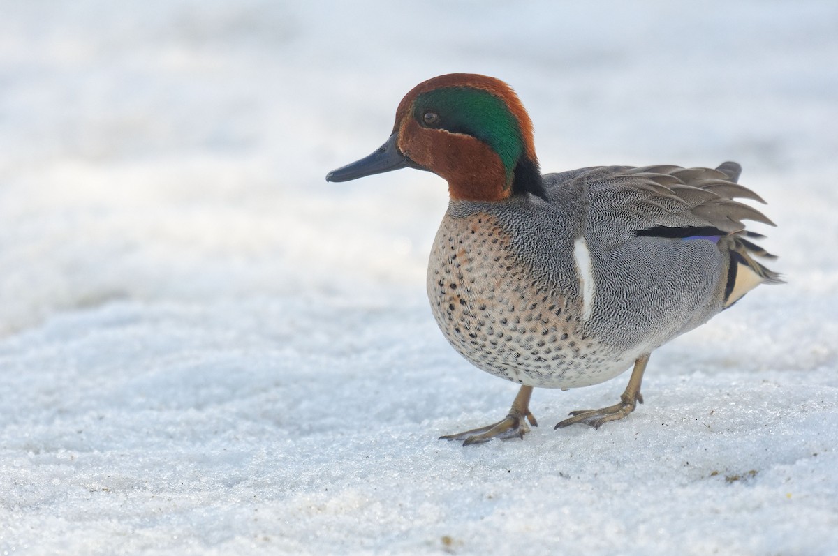 Green-winged Teal - ML207329401