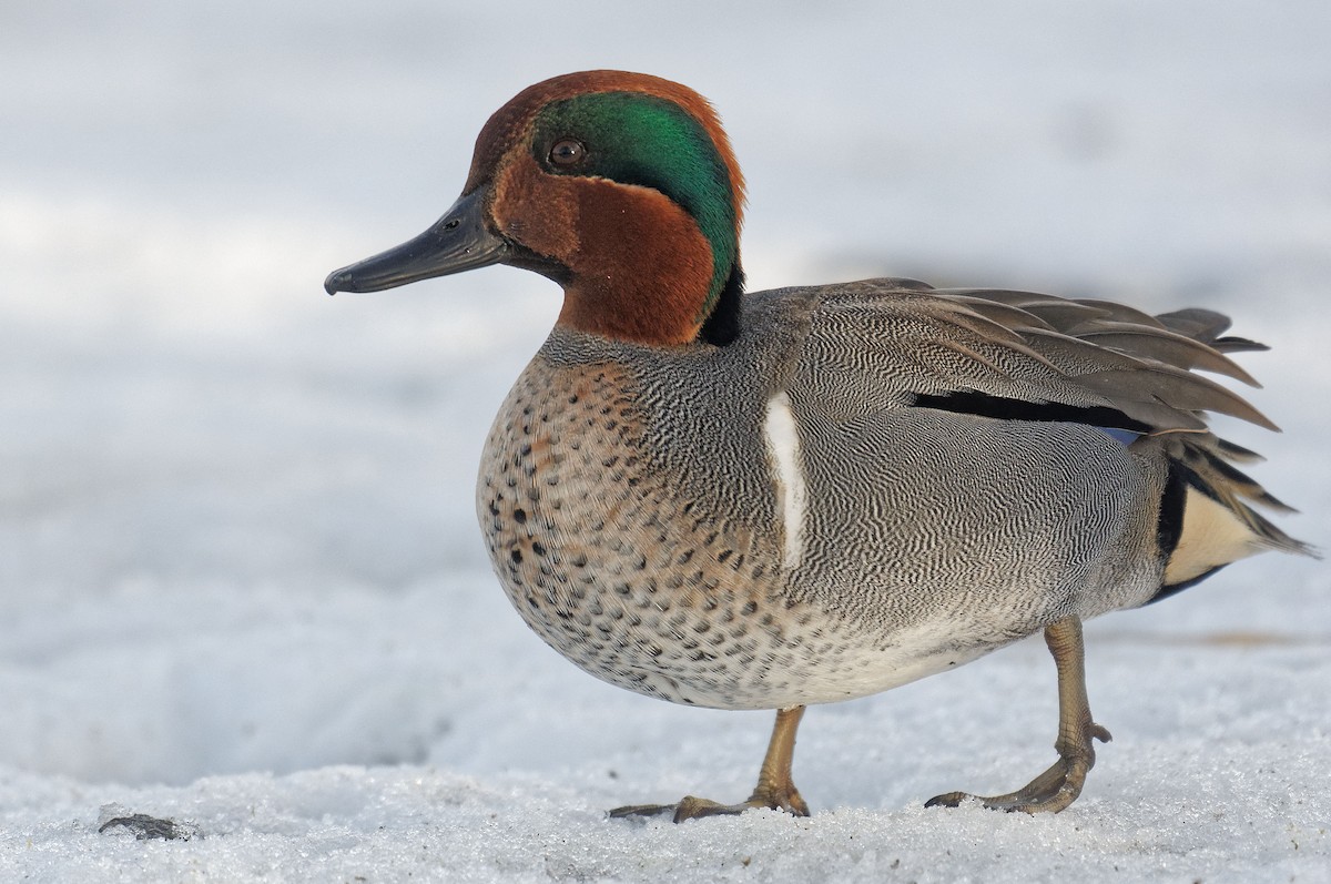 Green-winged Teal - ML207329411