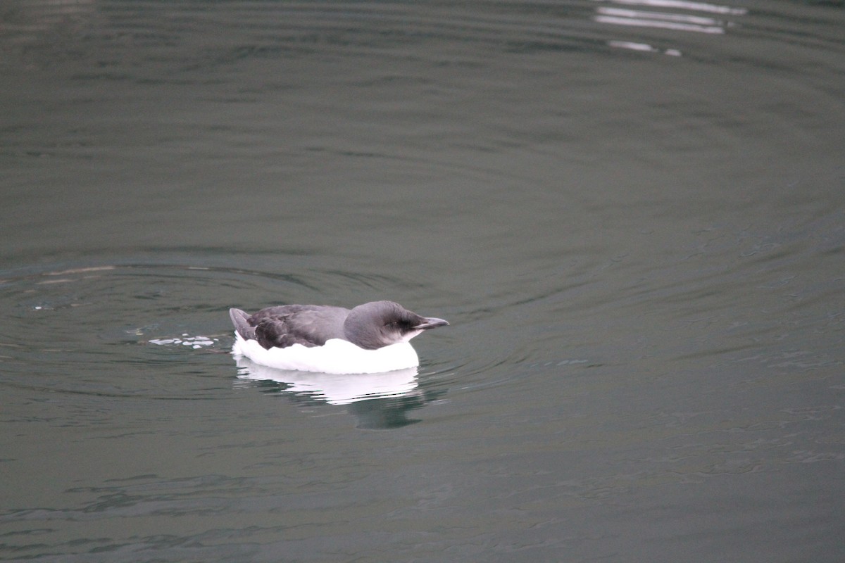 Thick-billed Murre - ML207329571