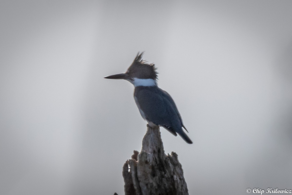 Belted Kingfisher - ML207332251