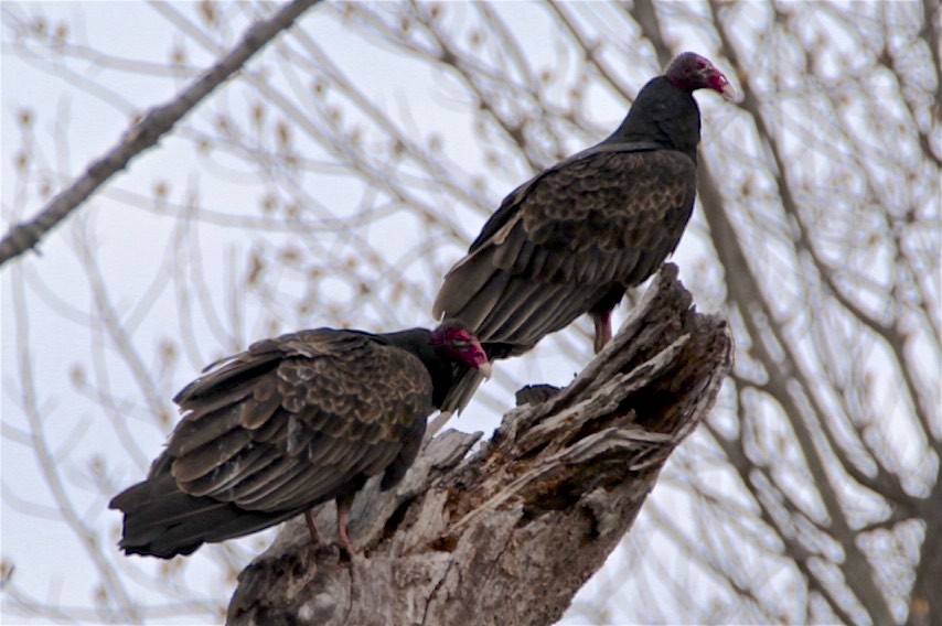 Turkey Vulture - ML207333221