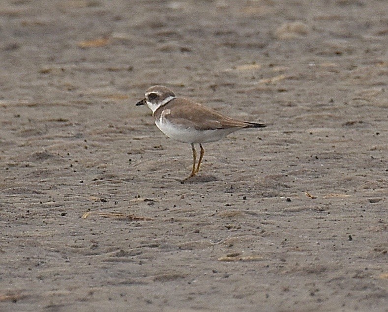 Semipalmated Plover - ML207333351