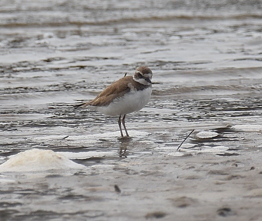 Semipalmated Plover - ML207333371