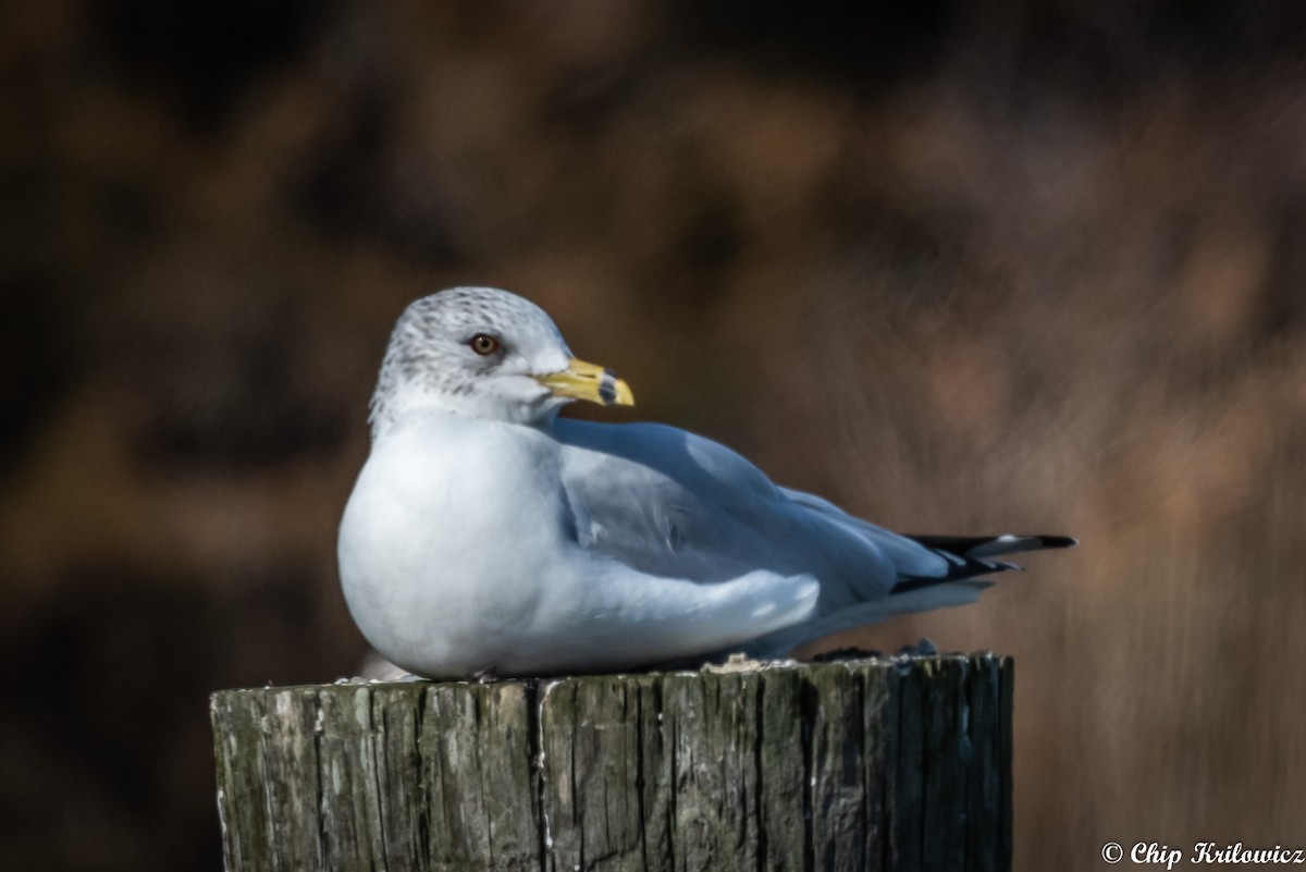 Ring-billed Gull - ML207334341