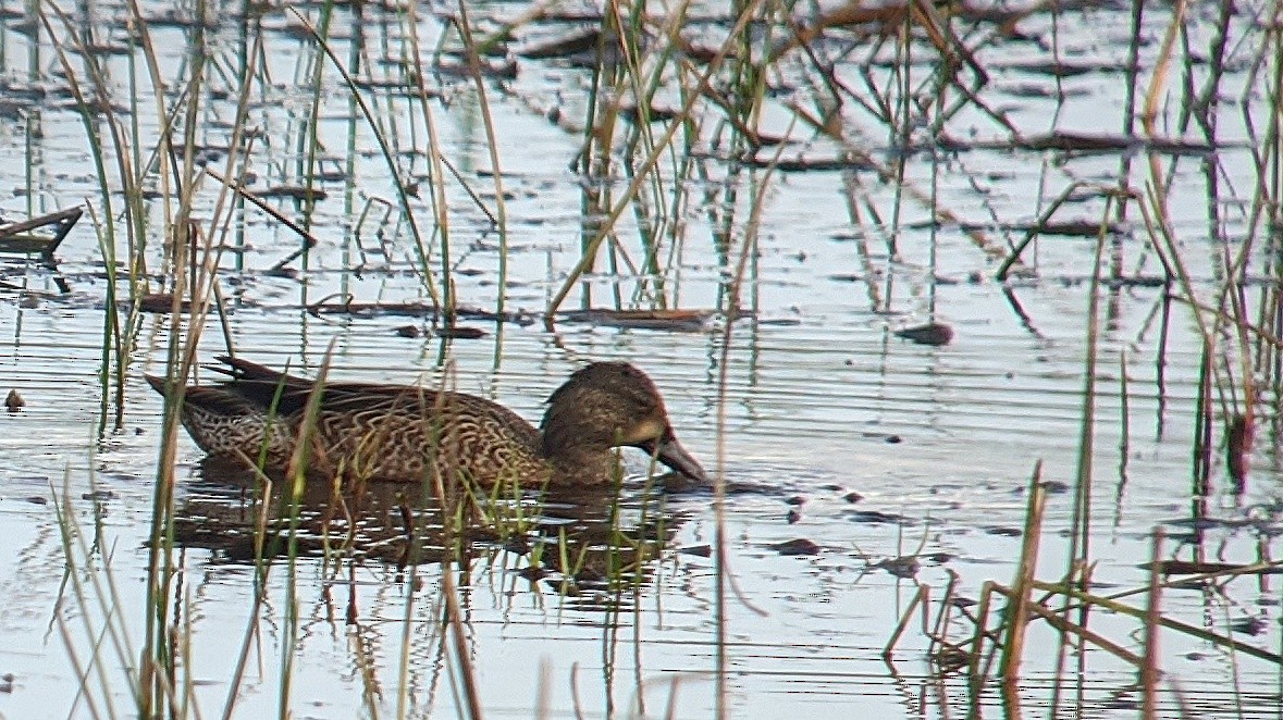 Blue-winged Teal - ML207337901