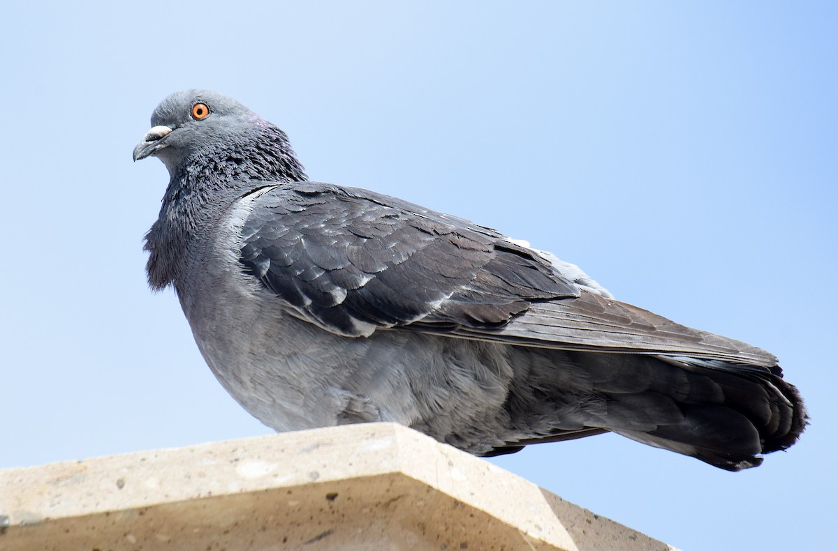 Rock Pigeon (Feral Pigeon) - ML207338051
