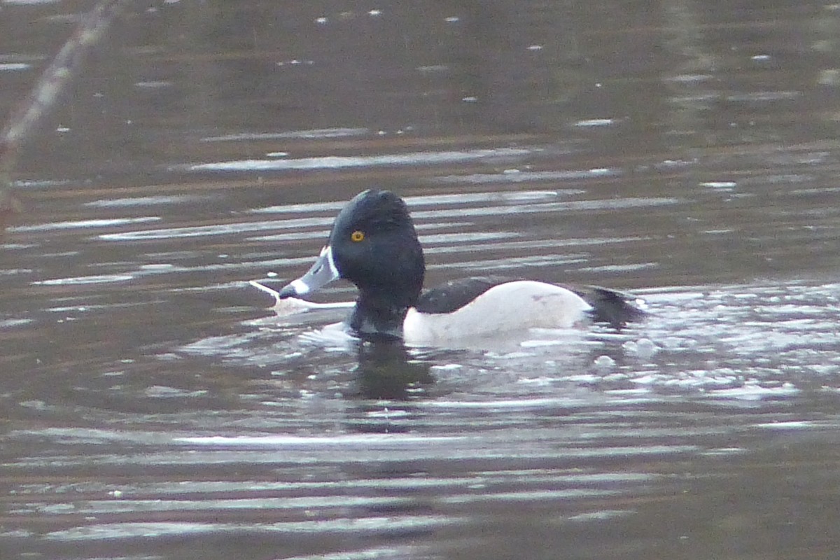 Ring-necked Duck - Sherman Suter