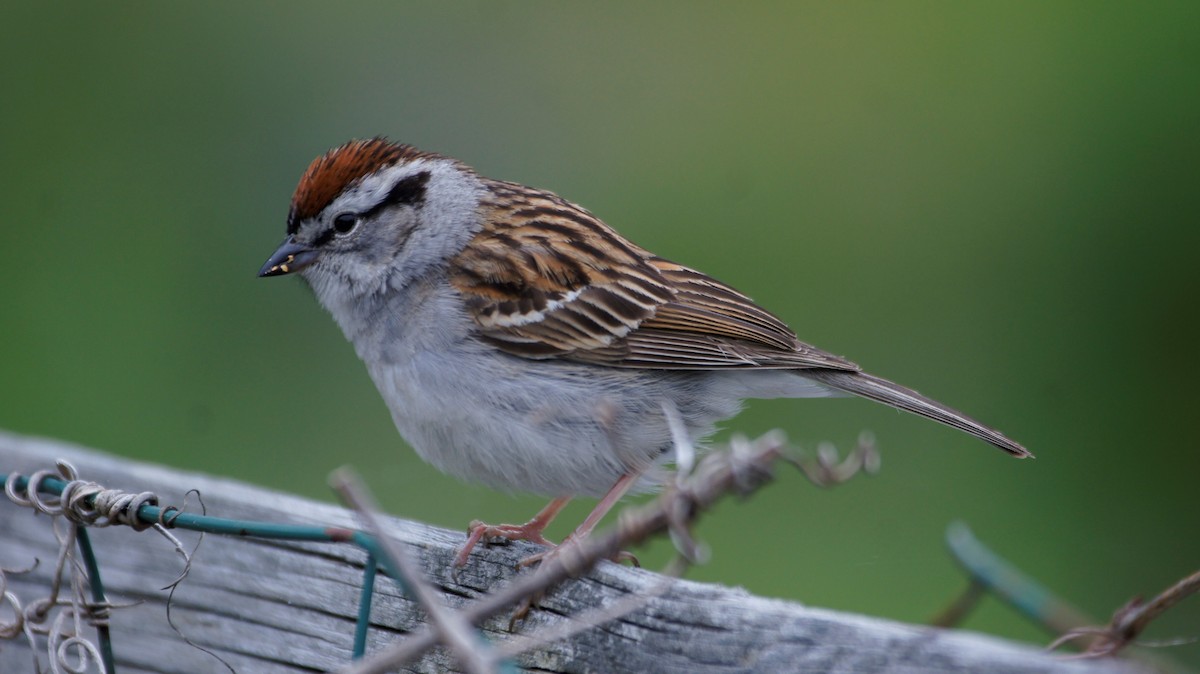 Chipping Sparrow - ML207338491