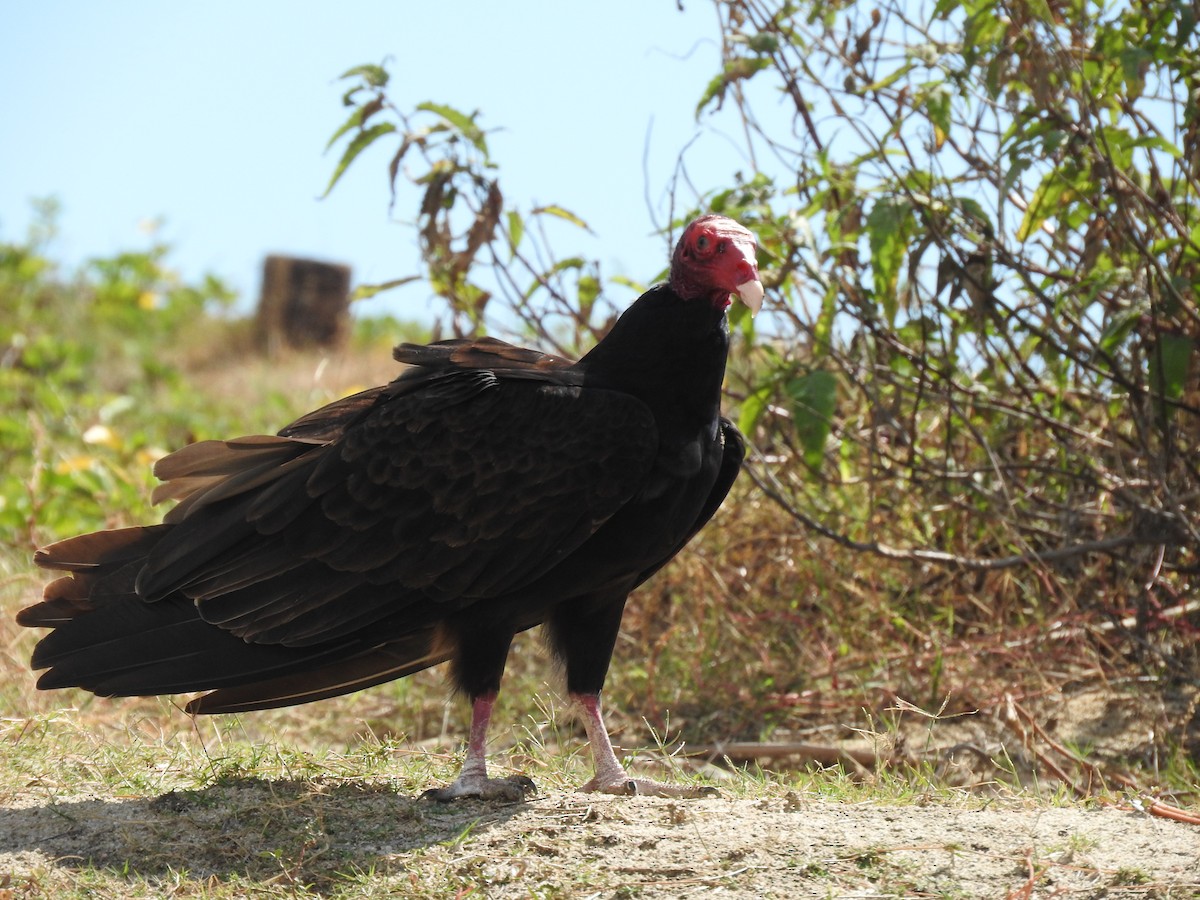 Turkey Vulture - Luis Gonzalez Carrazco