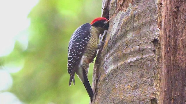 Black-cheeked Woodpecker - ML207341341