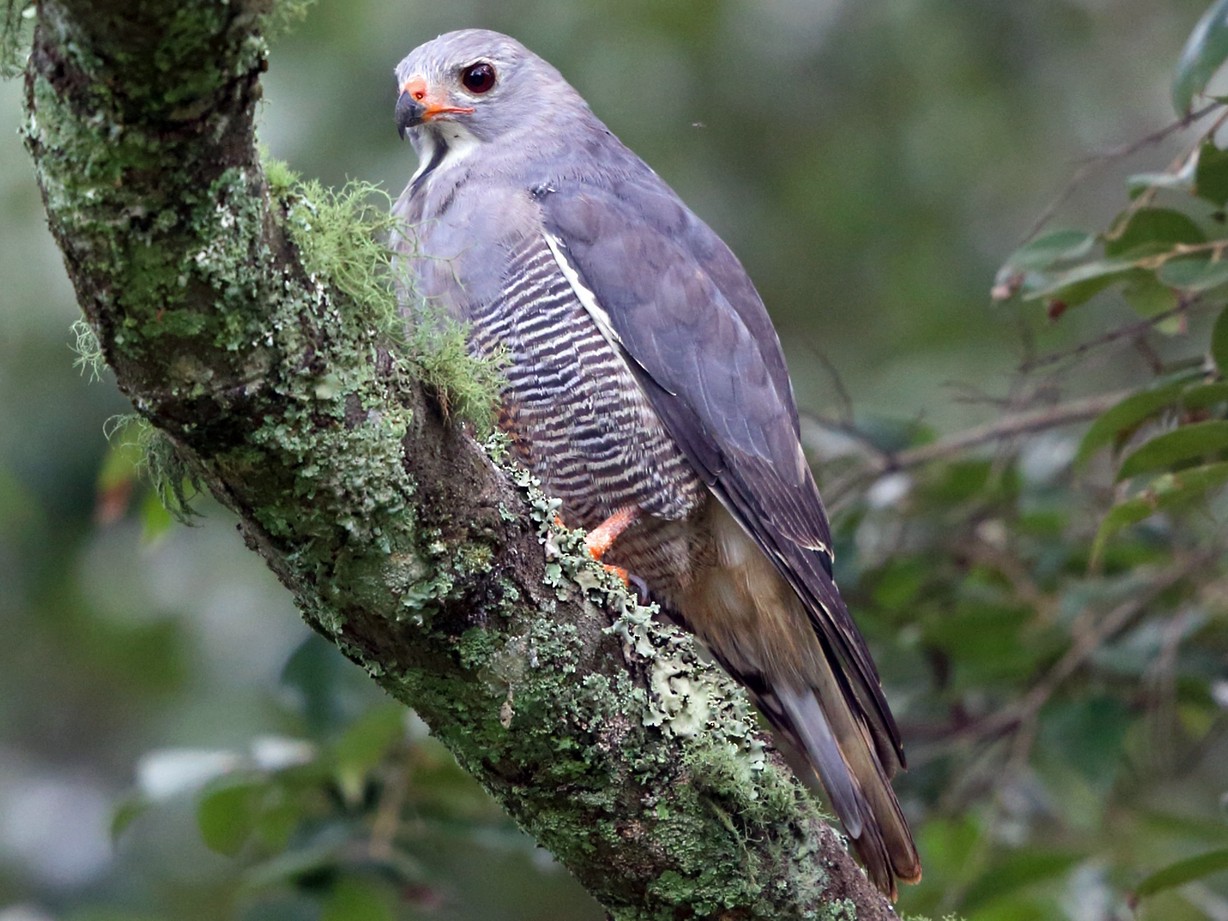 Lizard Buzzard - Nigel Voaden