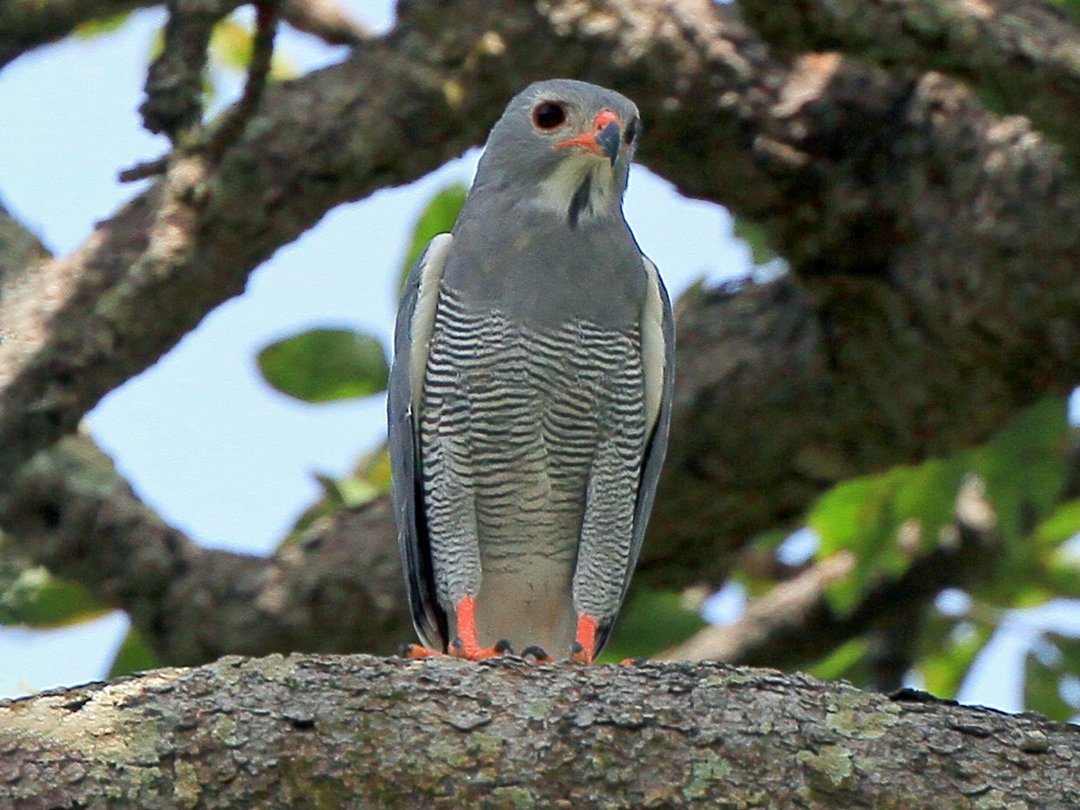 Lizard Buzzard - Robert Martinez