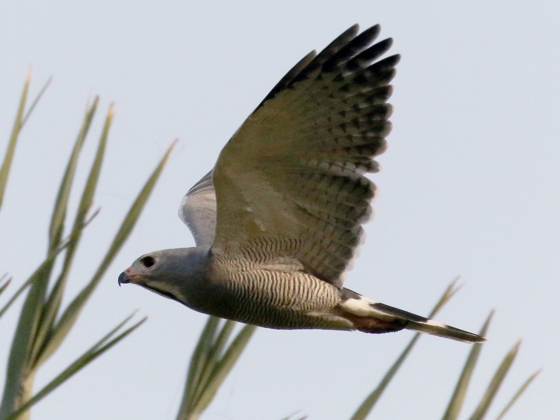 Lizard Buzzard - Jay McGowan