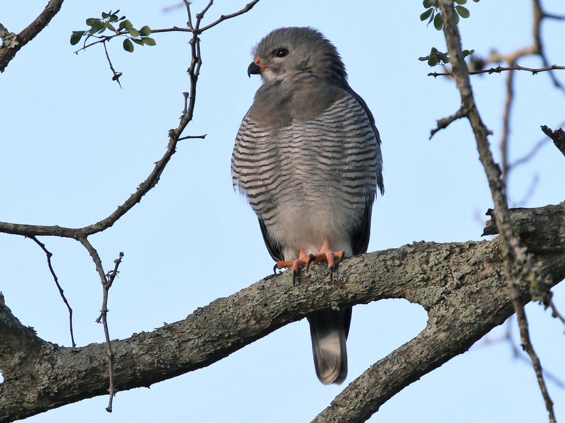 Lizard Buzzard - Dean LaTray