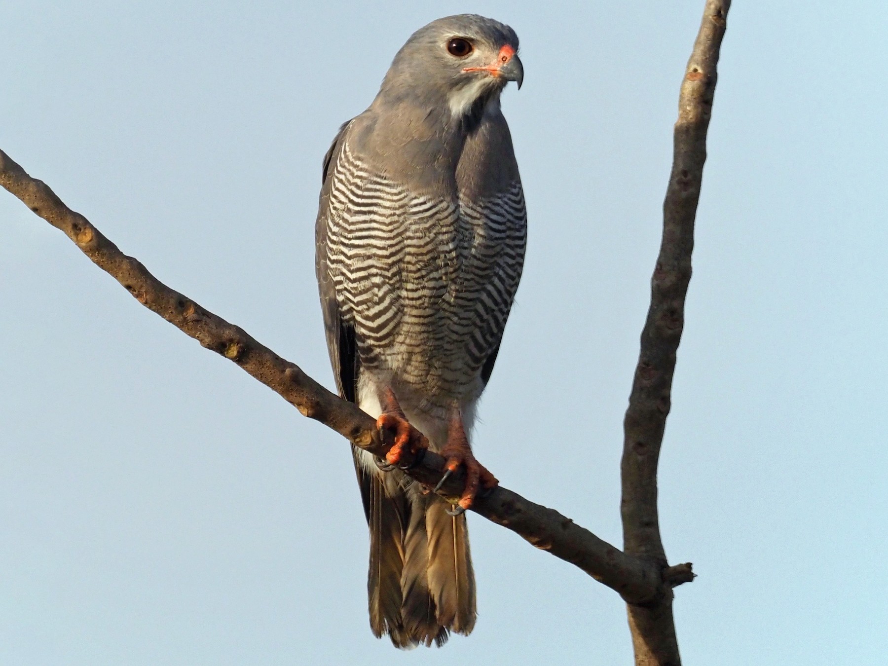 Lizard Buzzard - Stephan Lorenz