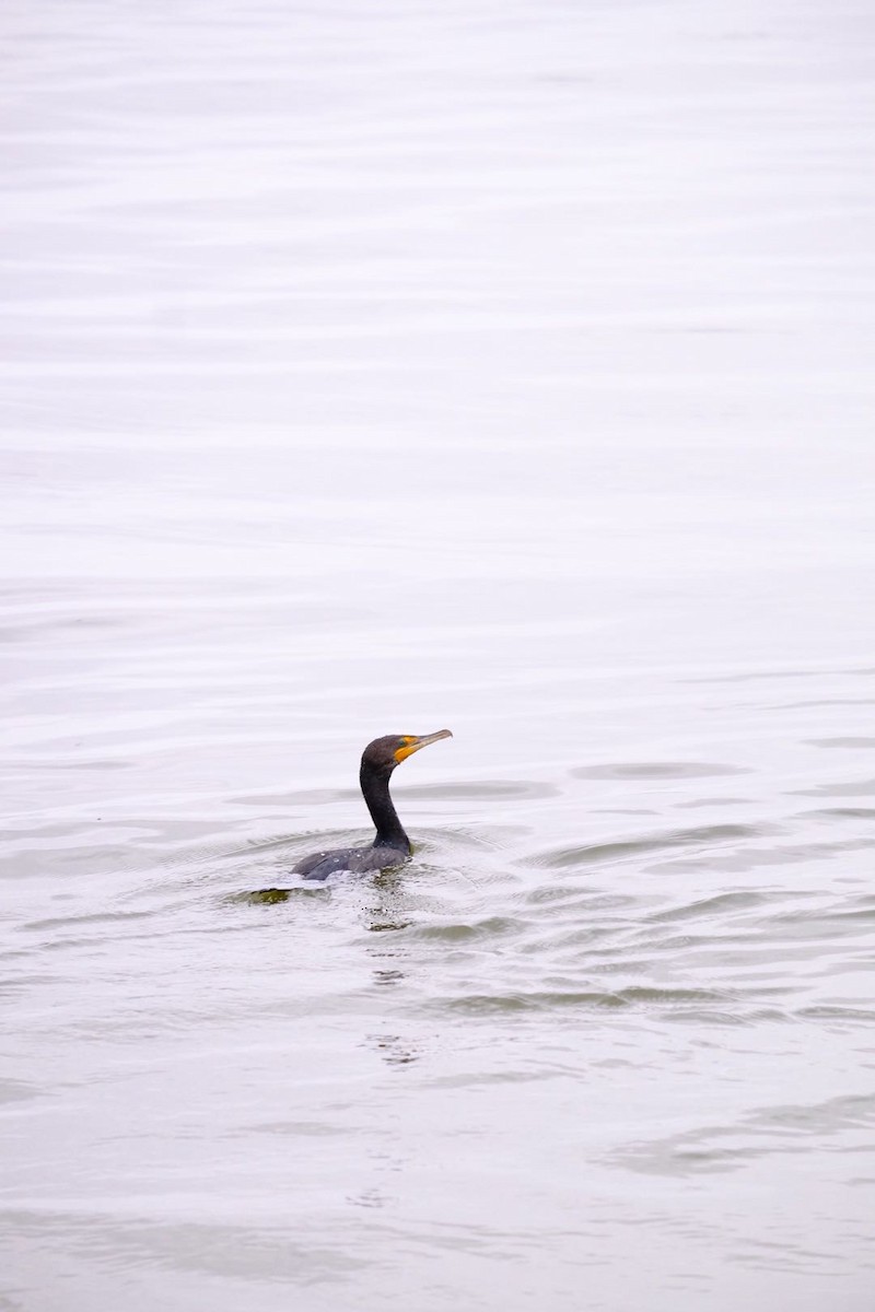 Double-crested Cormorant - Kevin Ho