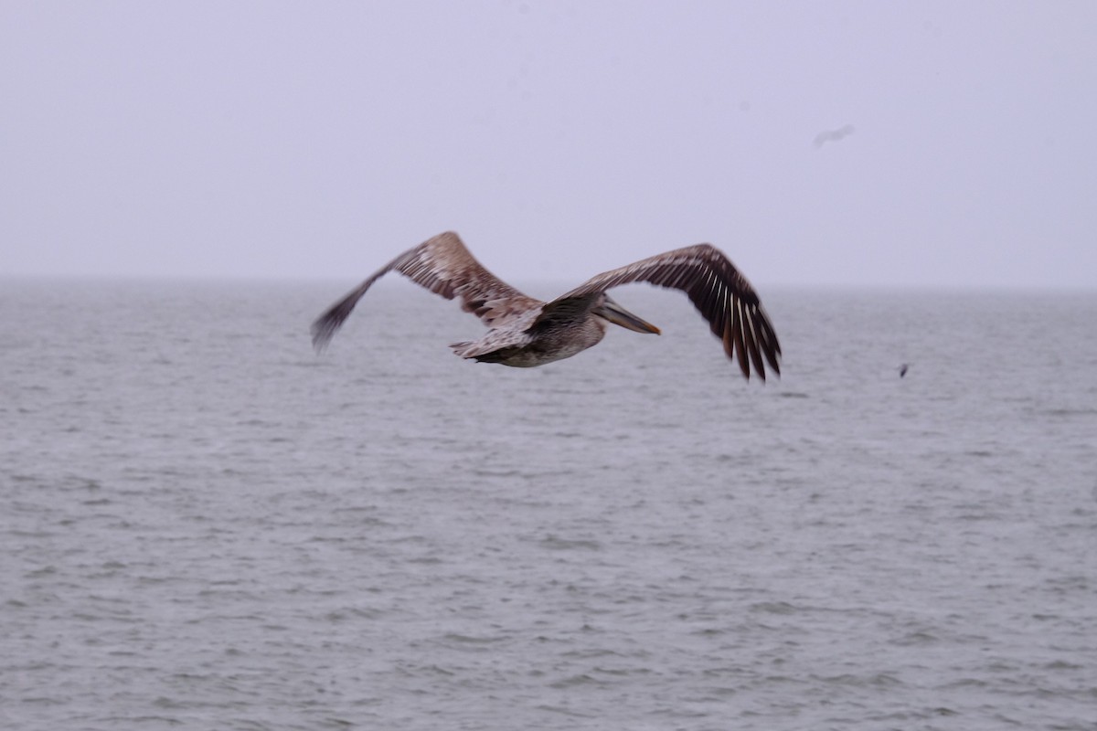 pelikán hnědý - ML207344171