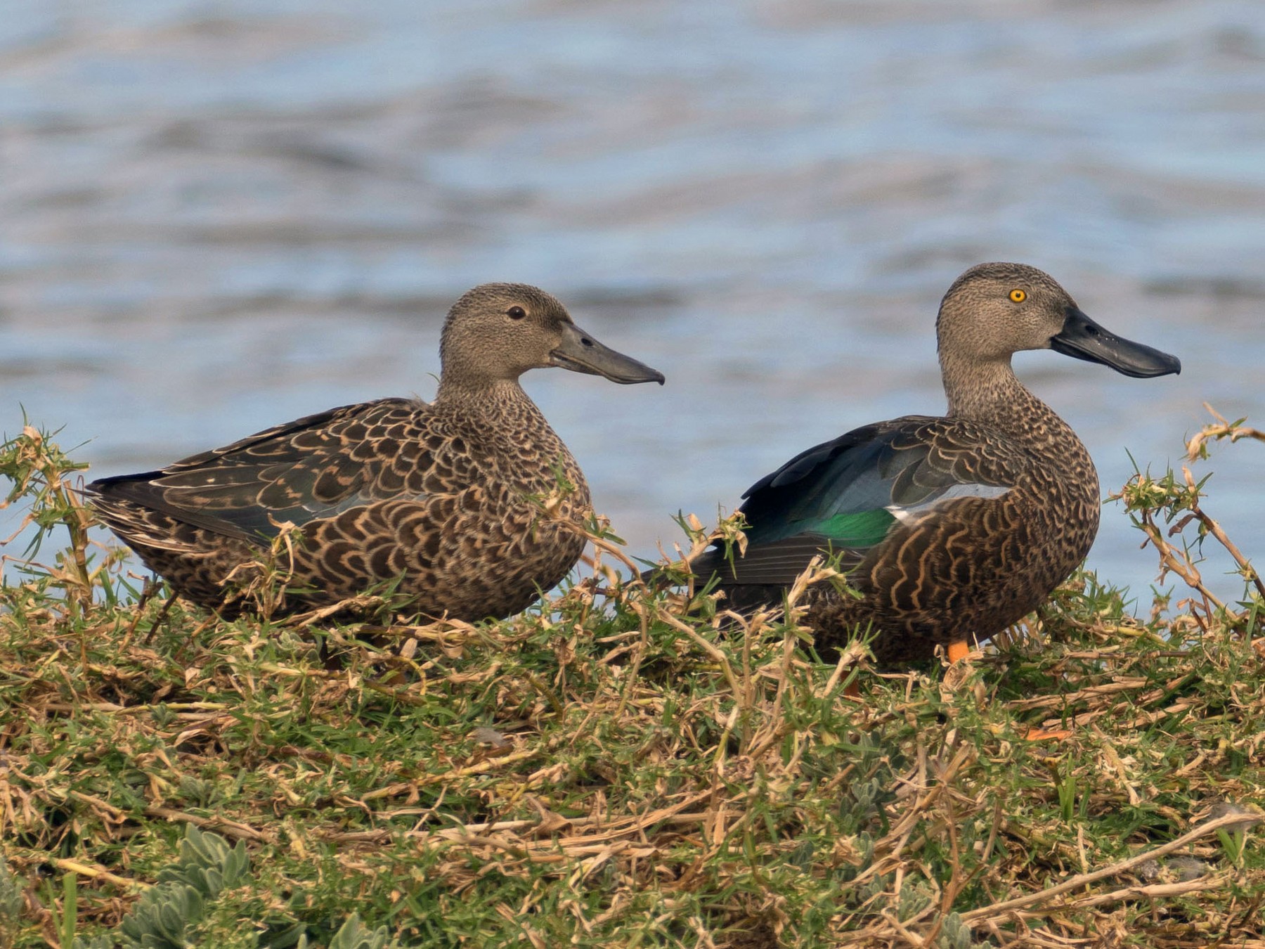 Cape Shoveler - Kathleen Keef