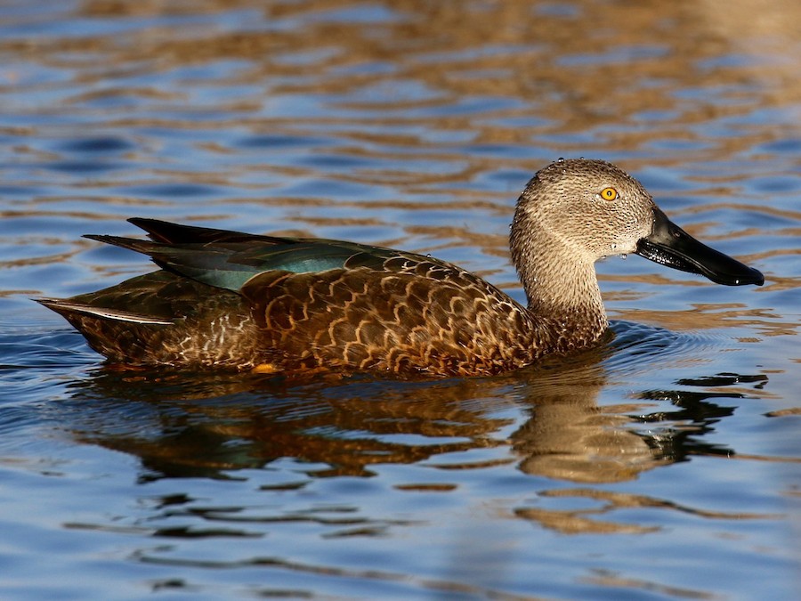 Cape Shoveler - eBird