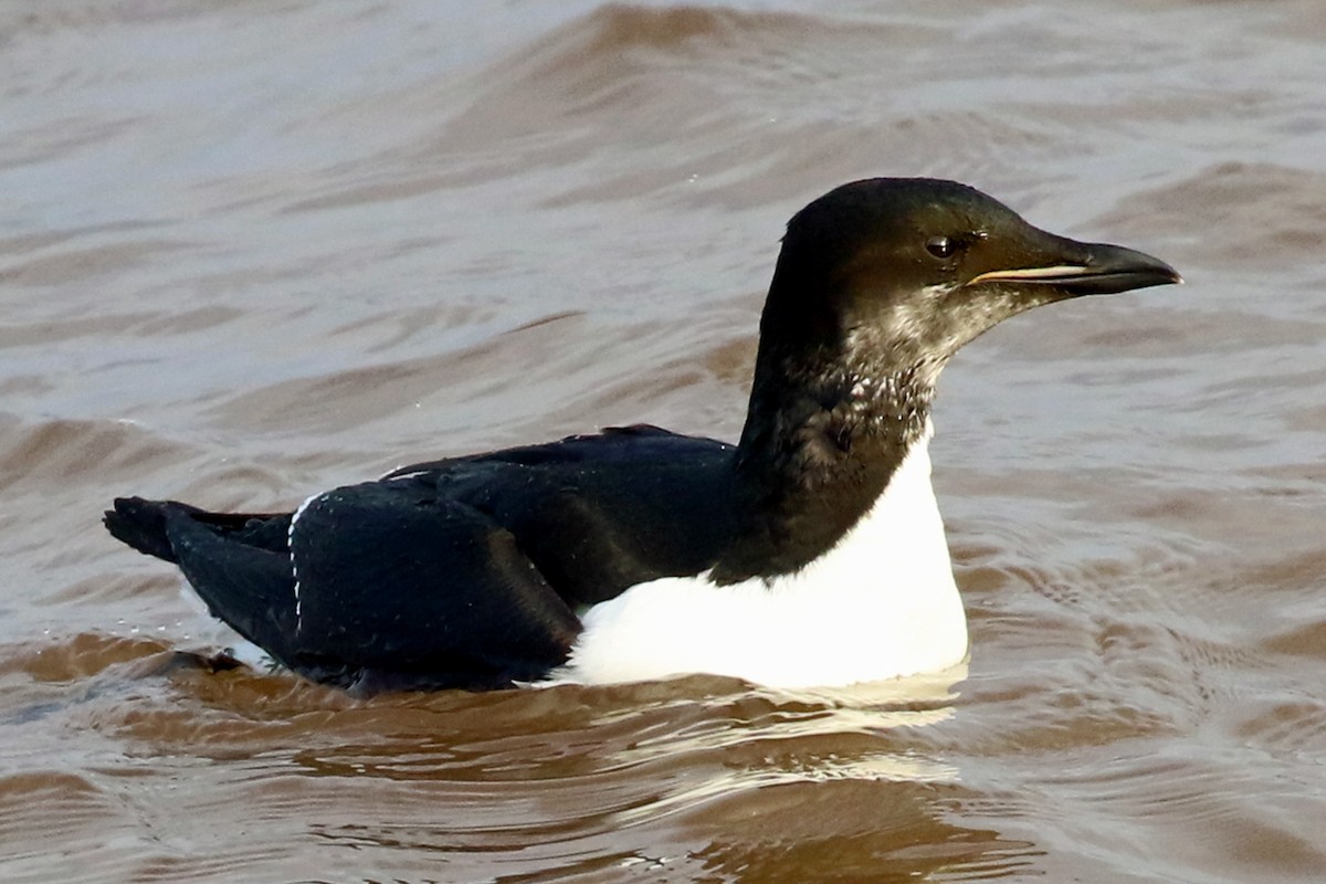 Thick-billed Murre - ML207345591