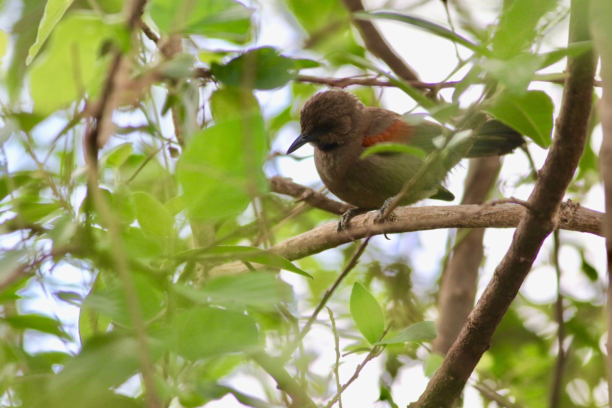 Red-shouldered Spinetail - ML207345851