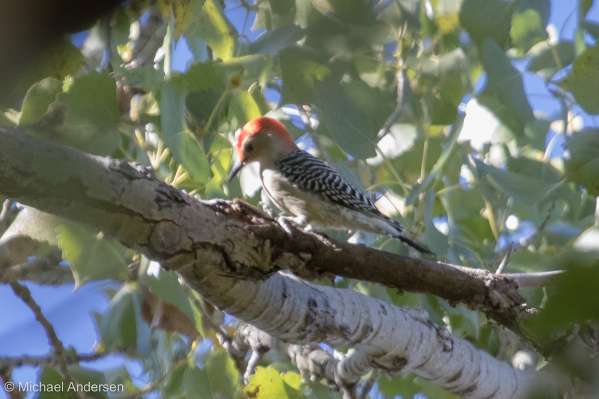 Red-bellied Woodpecker - Mike Andersen